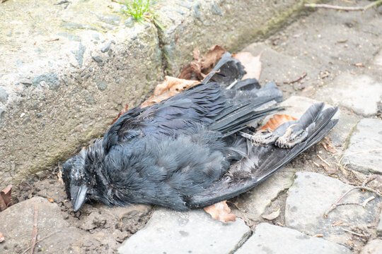 A dead black bird, a dead crow lies on the sidewalk