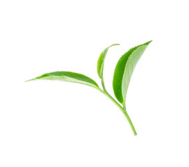 Green tea leaf transparent png