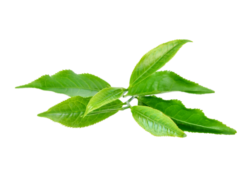 Green tea leaf transparent png