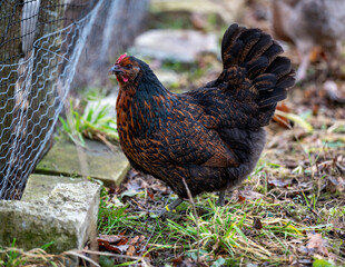 Hedemora hen out pecking for food in grass and leafs