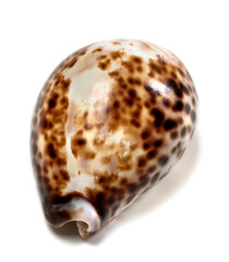 Shell of Cypraea tigris
