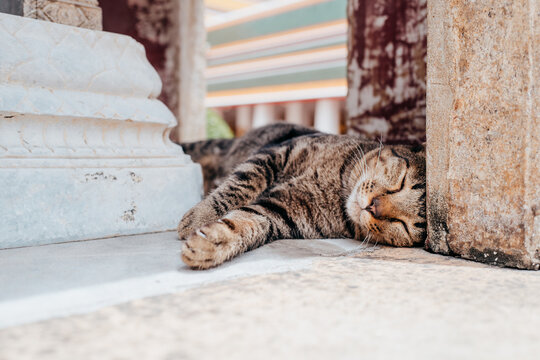 Pretty sleeping tabby cat in a Bangok temple garden
