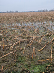 Verdorbene Ernte nach Hochwasser in der Landwirtschaft