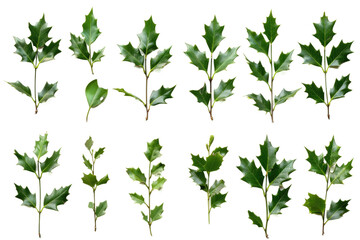 European Holly Sprigs Isolated On Transparent Background