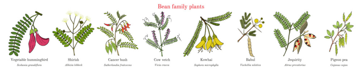 Bean family plants. (Fabaceae, Leguminosae or Papilionaceae).