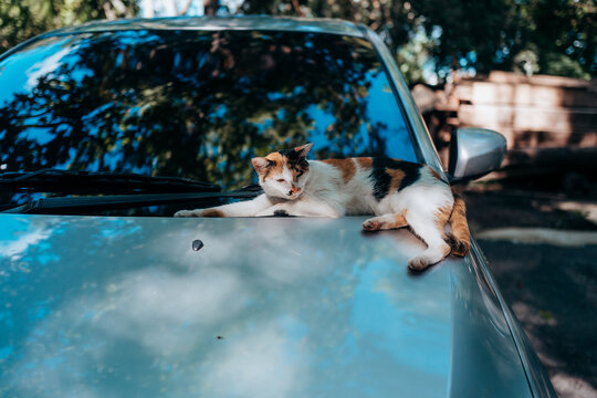Calico cat sitting on a car.