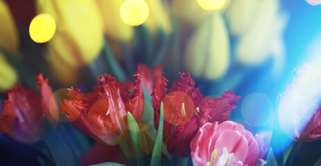 Abstract flower background with bokeh, tulip flowers close-up in a vase. Mothers Day.