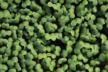 Green plant background for patrick's day