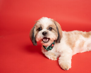 Shih Tzu Dog Portrait looking in camera shot with red backdrop