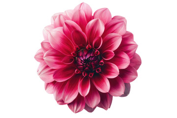The Exquisite Dahlia Isolated On Transparent Background