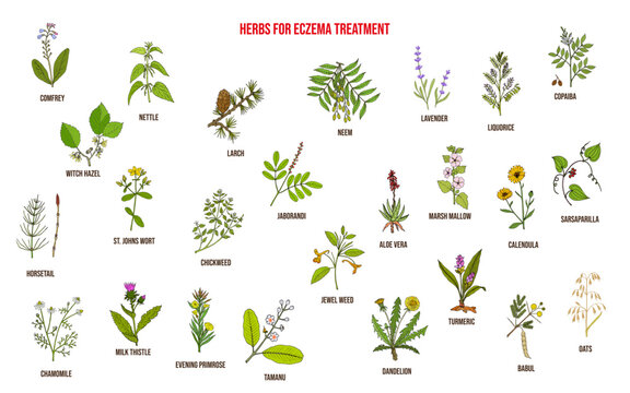 Best medicinal herbs for eczema