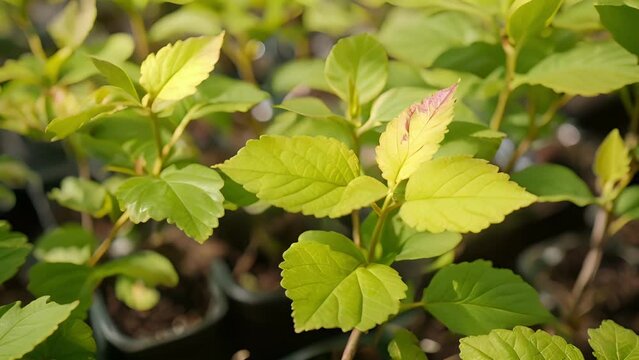 The carefully selected scion and rootstock now united through the graft boast vibrant and healthy green leaves as a promise of their future growth.