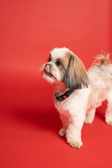 Shih Tzu Dog Portrait shot with red backdrop. tongue out
