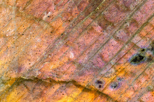 Natural Orange Labradorite Closeup 