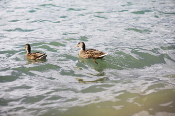 Water surface. The texture of the water. Waves on the lake in windy weather.
