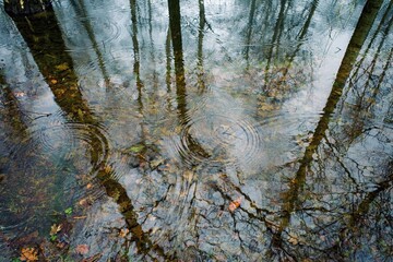 Reflection of trees in water. Spring flood. Park flooding.