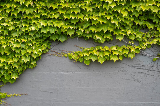 Vine and ivy growing on urban wall