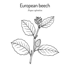 European or common beech (fagus sylvatica), branch with leaves and fruit