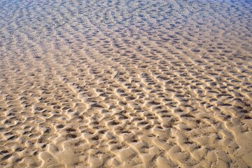 Sea bottom background. Shallow water. Sea sand.