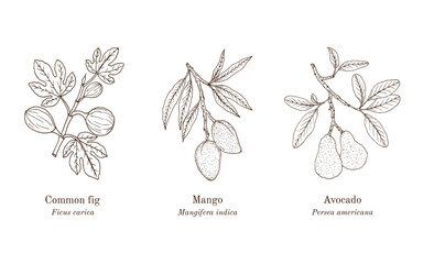 Collection of edible and medicinal plants