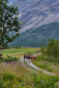 moose and calves in sunset