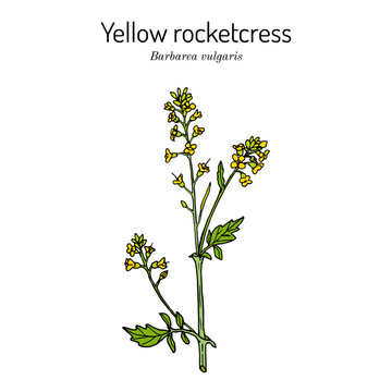 Yellow rocketcress (Barbarea vulgaris), medicinal plant.