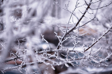 Winter atmospheric landscape with frost-covered dry plants during snowfall. Winter Christmas...