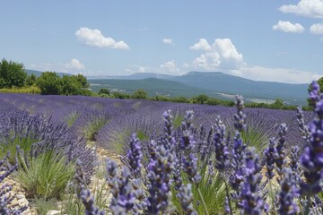 Lavender fields of Provence in full bloom, with the breathtaking aroma of lavender in the air