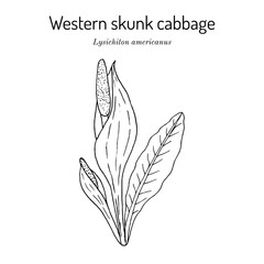 Western skunk cabbage (Lysichiton americanus), edible and medicinal plant