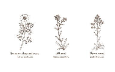 Collection of edible and medicinal plants