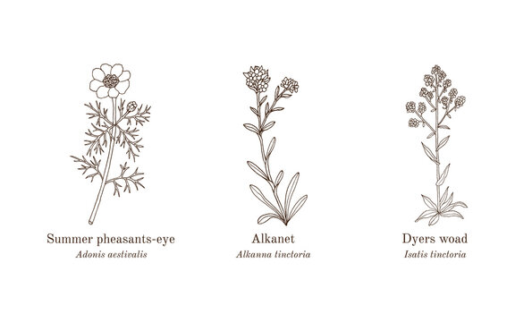 Collection of edible and medicinal plants