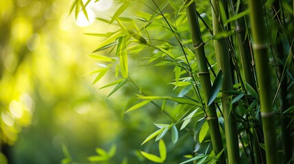 Fototapeta na wymiar Green bamboo trees on blurred background