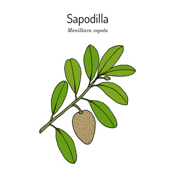Sapodilla, or chicozapote (Manilkara zapota), edible and medicinal plant.