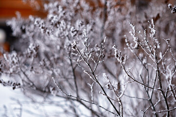 Winter atmospheric landscape with frost-covered dry plants during snowfall. Winter Christmas background