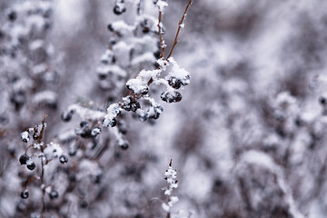 Winter atmospheric landscape with frost-covered dry plants during snowfall. Winter Christmas background