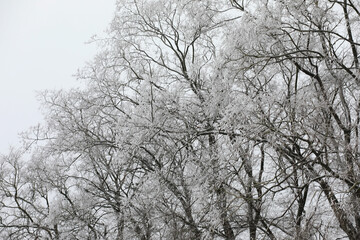 White snow on a bare tree branches on a frosty winter day, close up. Natural background. Selective botanical background.