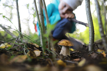 The forester collects mushrooms in the forest. Harvesting wild mushrooms. Hike to the forest park with fly agarics.