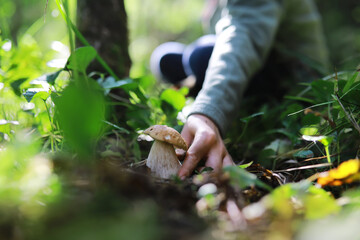 The forester collects mushrooms in the forest. Harvesting wild mushrooms. Hike to the forest park...