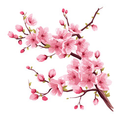 Hand drawn Pink Cherry Blossoms on Clean White Background