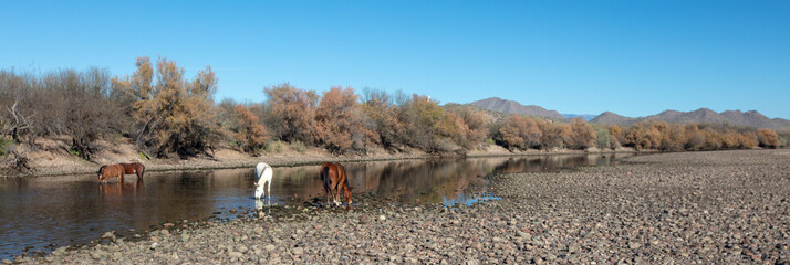 Band of wild horses feeding in the Salt River near Mesa Arizona United States