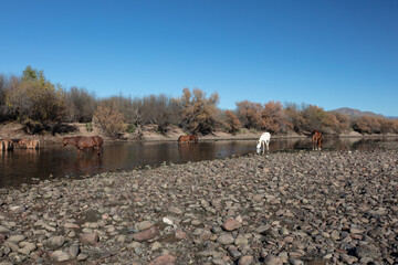 Clear blue sky over small herd of wild horses feeding in the Salt River near Mesa Arizona United States