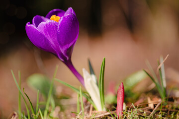 Purple crocus flower in the spring garden