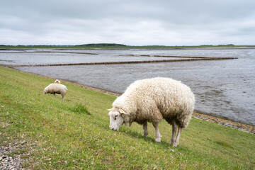 Sheep grazing at the Rantumbecken, Sylt, Schleswig-Holstein, North Frisian Islands, Germany