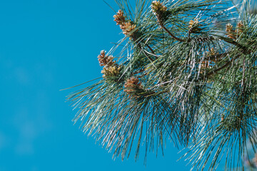 Pinus radiata (syn. Pinus insignis), the Monterey pine, insignis pine or radiata pine, is a species...