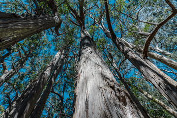 Eucalyptus is a genus of more than 700 species of flowering plants in the family Myrtaceae. Hosmer...