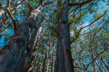 Eucalyptus is a genus of more than 700 species of flowering plants in the family Myrtaceae. Hosmer Grove Campground Haleakalā National Park Maui Hawaii