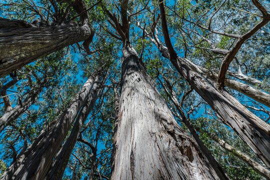 Eucalyptus is a genus of more than 700 species of flowering plants in the family Myrtaceae. Hosmer Grove Campground Haleakalā National Park Maui Hawaii