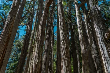 Foto op Canvas Eucalyptus is a genus of more than 700 species of flowering plants in the family Myrtaceae. Hosmer Grove Campground Haleakalā National Park Maui Hawaii © youli zhao