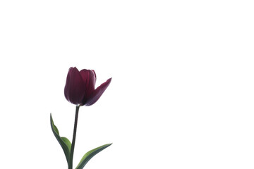 The Majestic Purple Tulip Isolated On Transparent Background