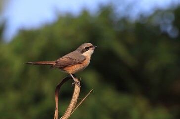 brown shrike sitting on a branch.brown shrike is a bird in the shrike family that is found mainly in Asia.